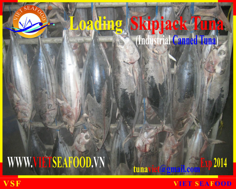 LOADING SKIPJACK TUNA W/R