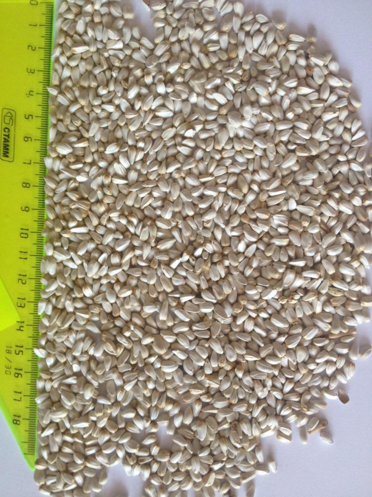 safflower seeds buy safflower seeds russia product on safflower seeds buy safflower seeds russia product on