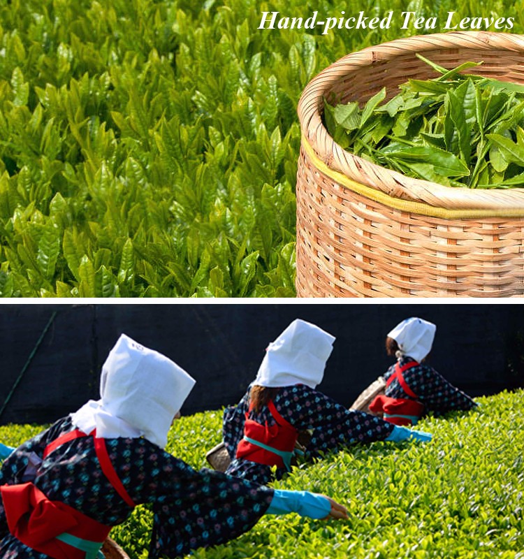 sencha_intro2