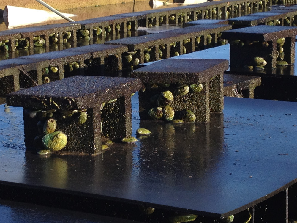 Abalone Farm Buy Abalone Farm Product on