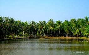 coconut farm .jpg