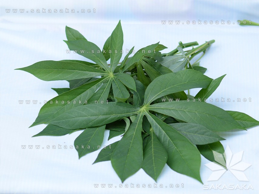 cassava-leaves--from-vn