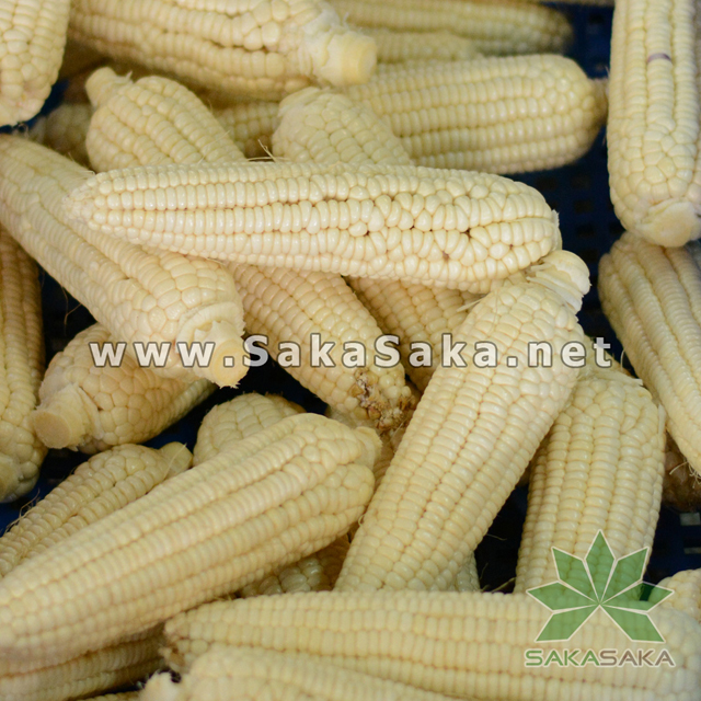 white-corn_07.jpg