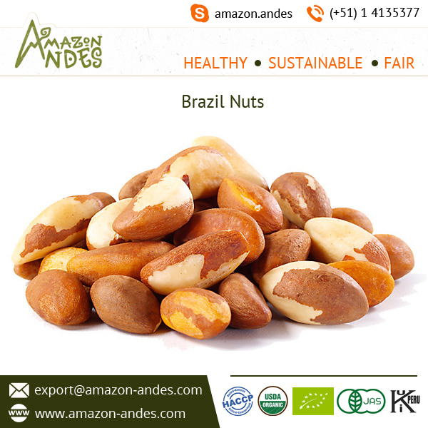 Brazil Nuts 3.jpg