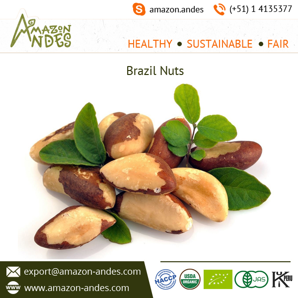 Brazil Nuts 1.jpg