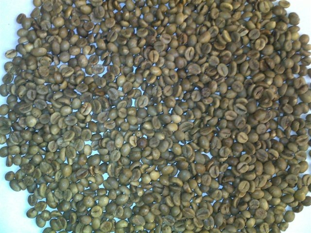 a-Vietnam Robusta Coffee Grade 1 Screen 18 wet polished.JPG