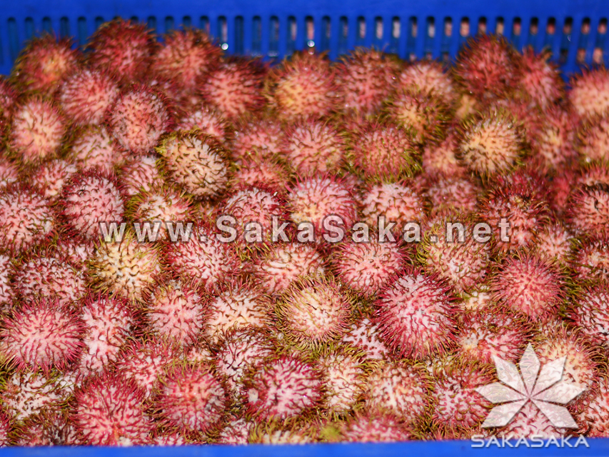 frozen-rambutan-02.jpg